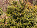 Picea torano IMG_4623 Świerk szydlasty
